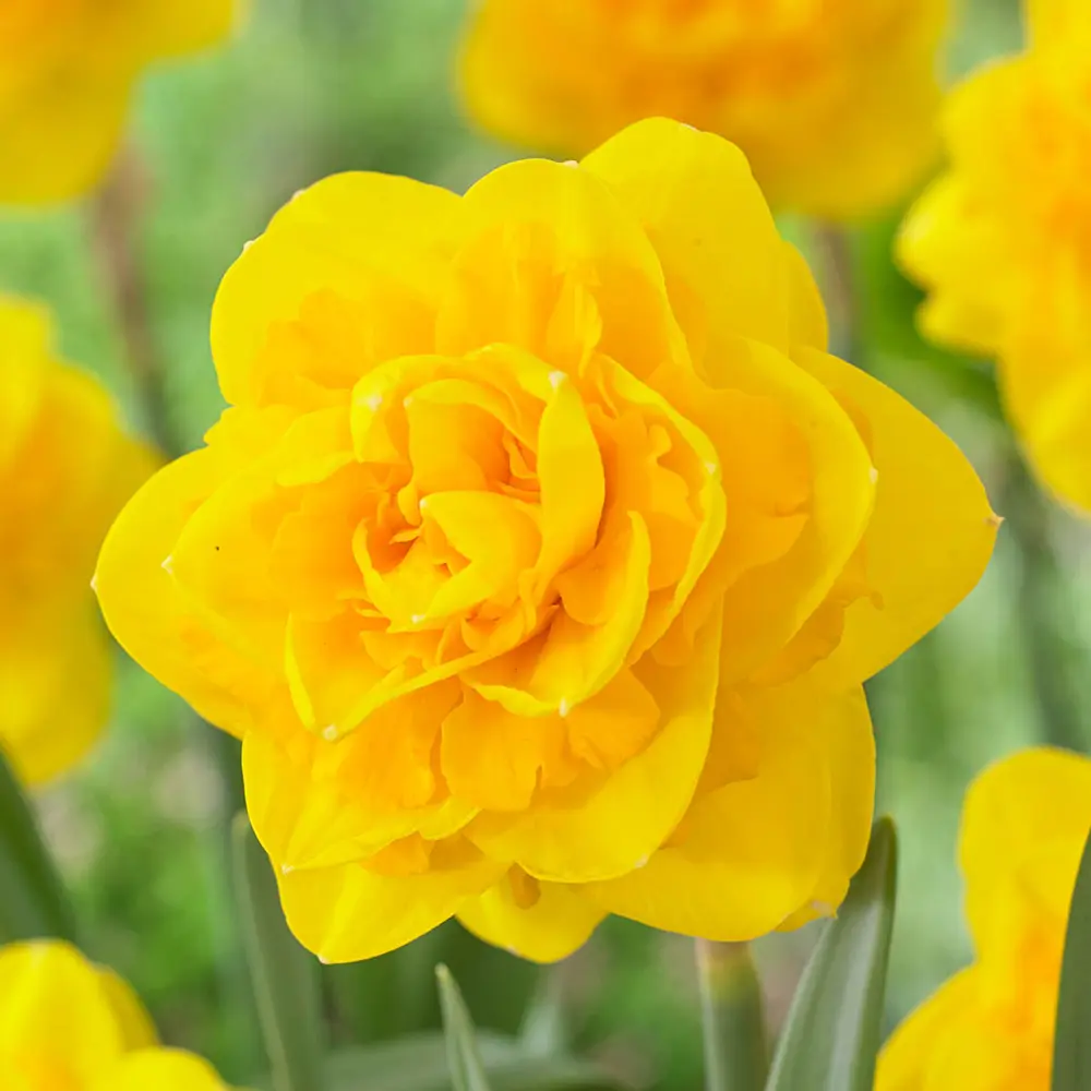 Double Daffodil Heamoor