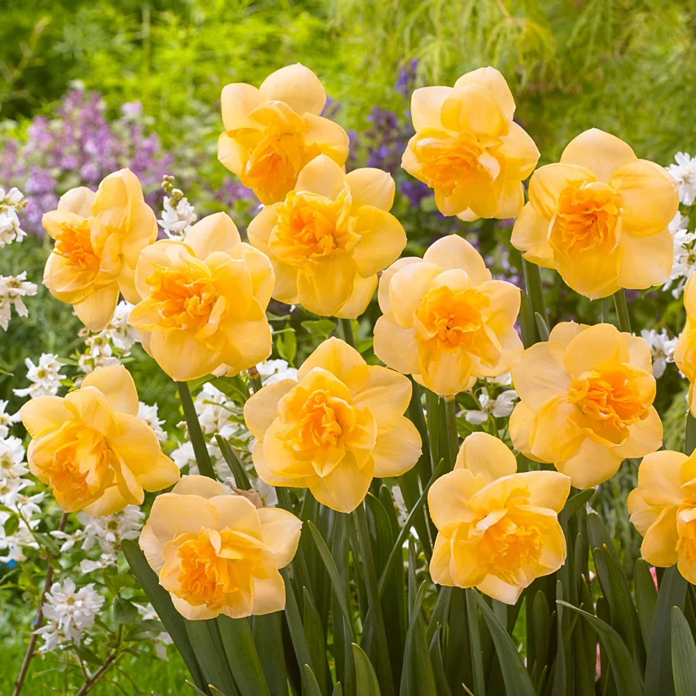 Double Daffodil Orange Juice