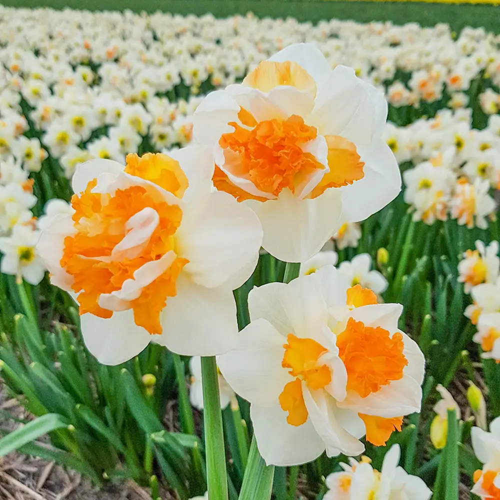 Double Daffodil Peach Prince - Image 2