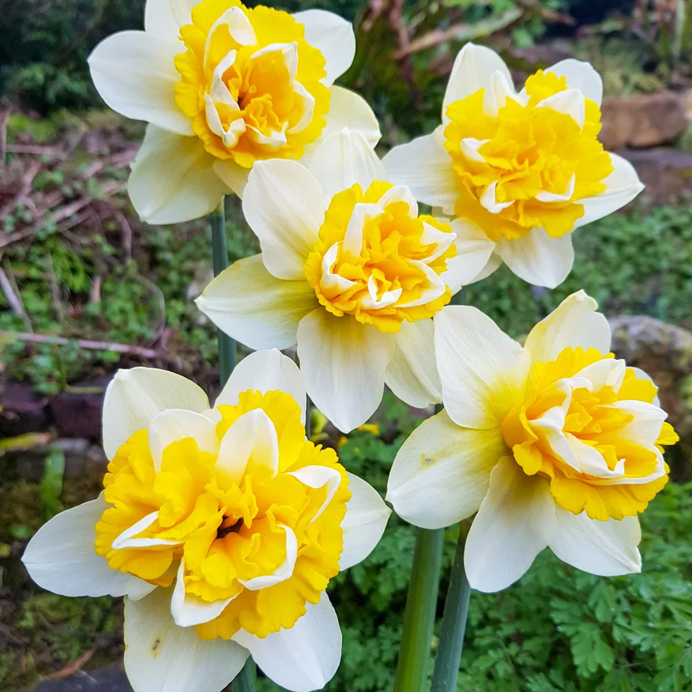 Double Daffodil Popeye - Image 2