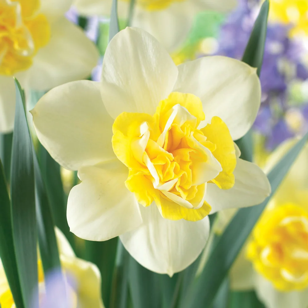 Double Daffodil Popeye - Image 3