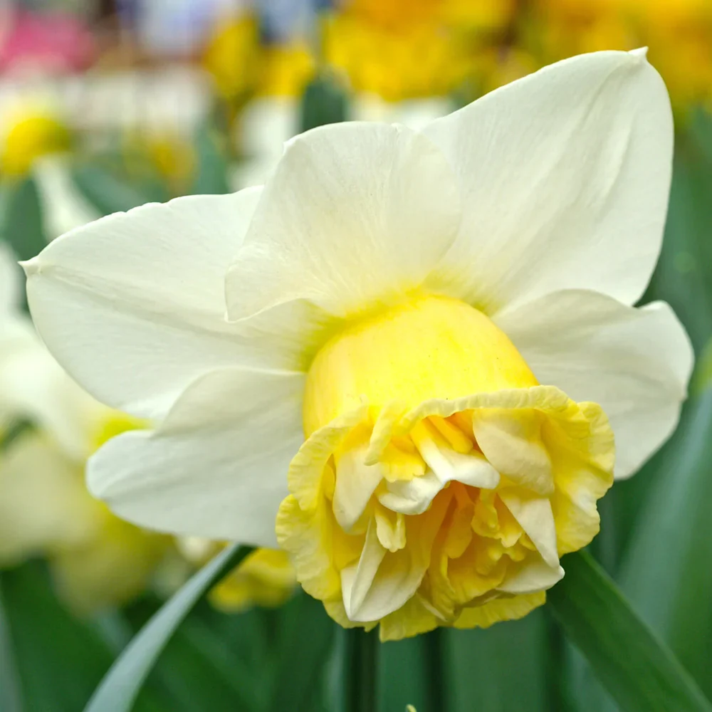 Double Daffodil Popeye - Image 4
