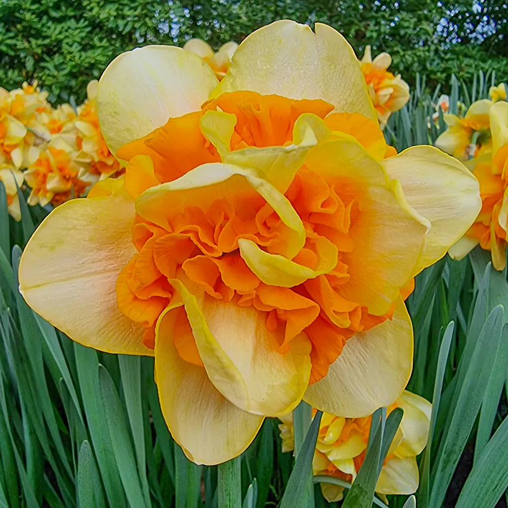 Double Daffodil Sun Catchers