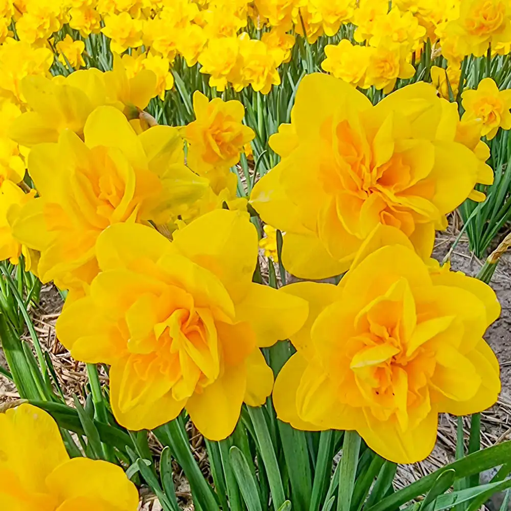Double Daffodil Sunday Star