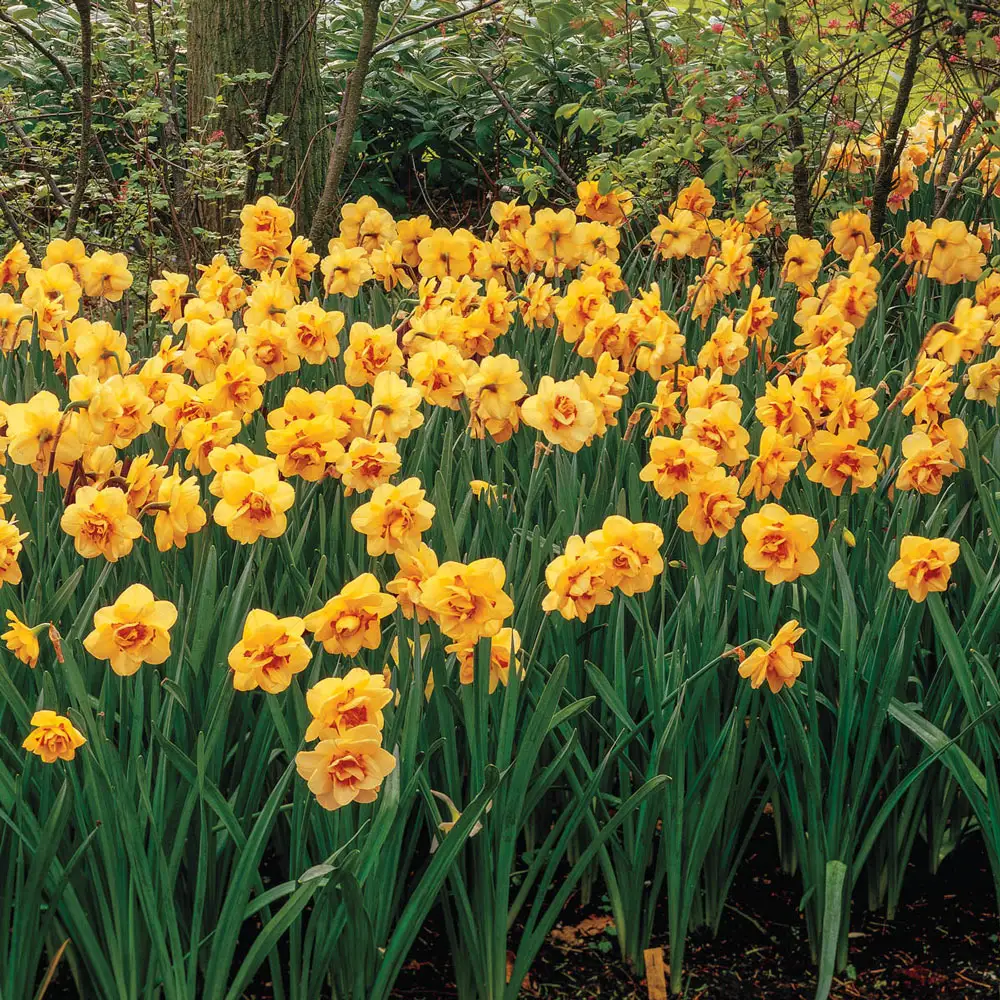 Double Daffodil Tahiti - Image 3