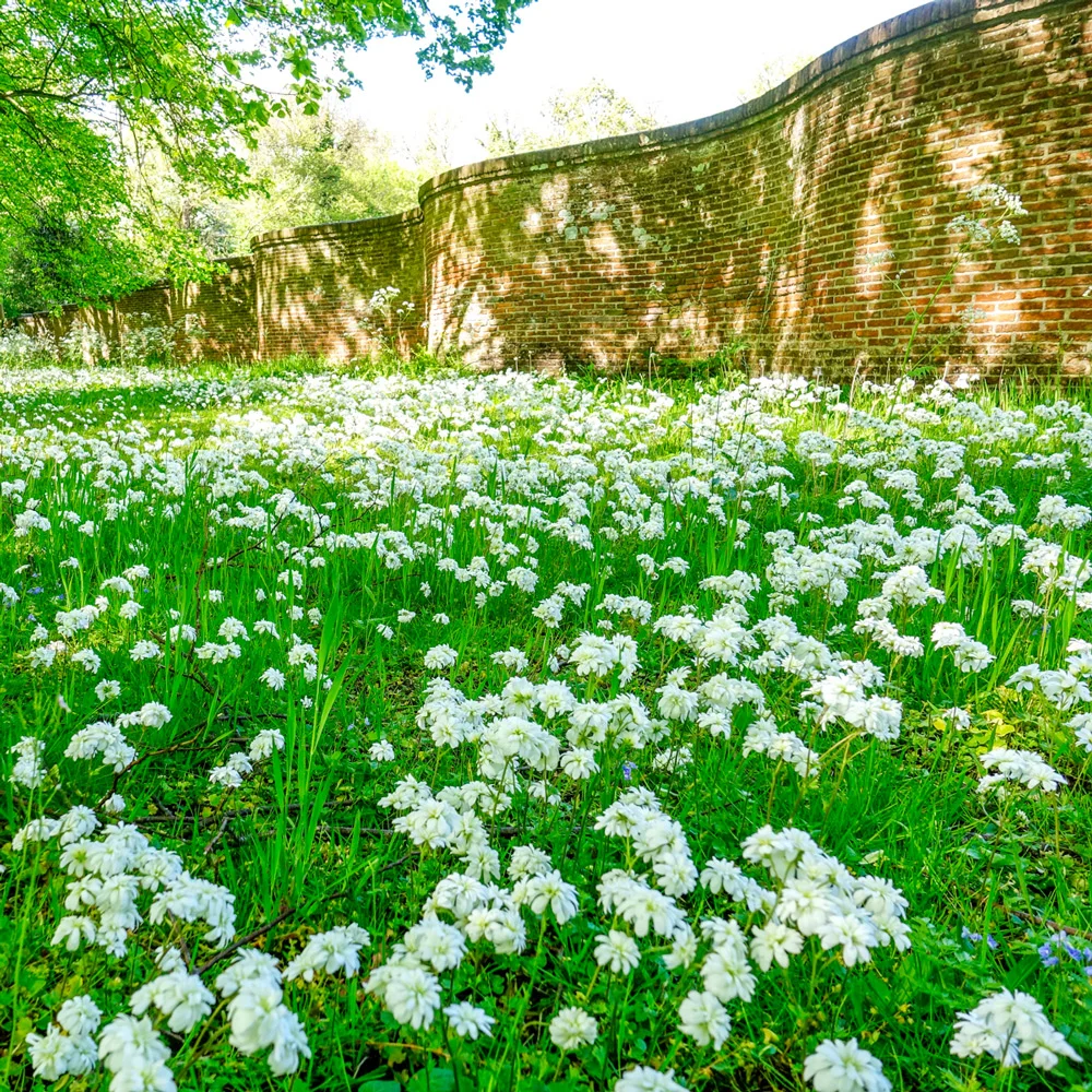 Double-Flowered Meadow Saxifrage (Saxifraga granulata 'Flore Pleno') - Image 2