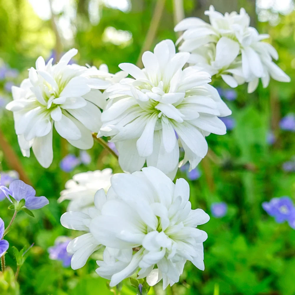 Double-Flowered Meadow Saxifrage (Saxifraga granulata 'Flore Pleno') - Image 3