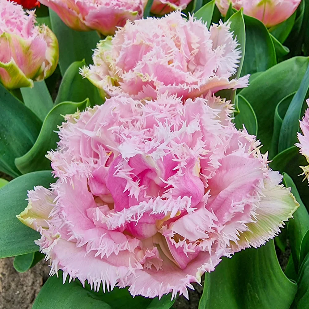 Double Fringed Tulip Perth