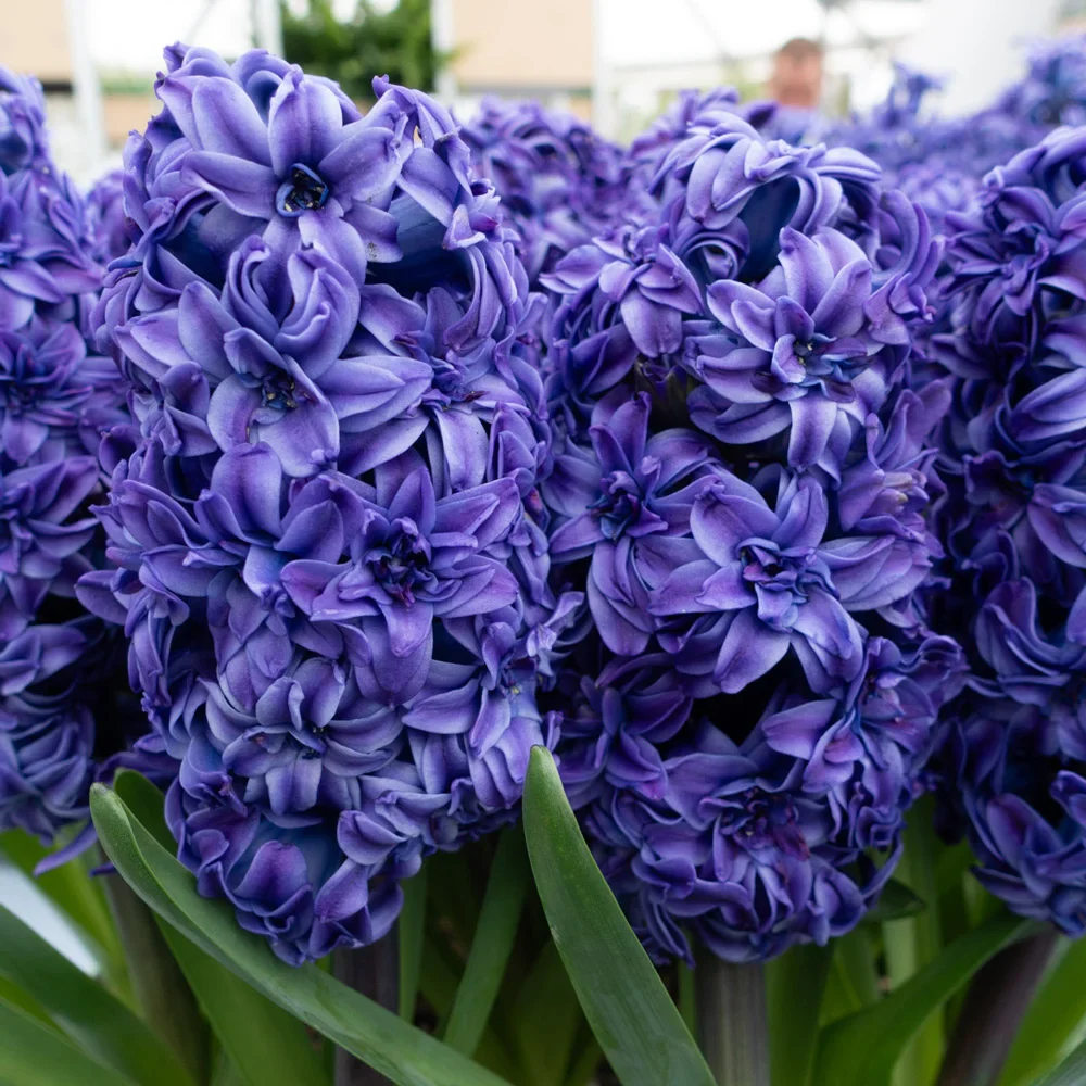 Double Hyacinth Royal Navy - Image 3