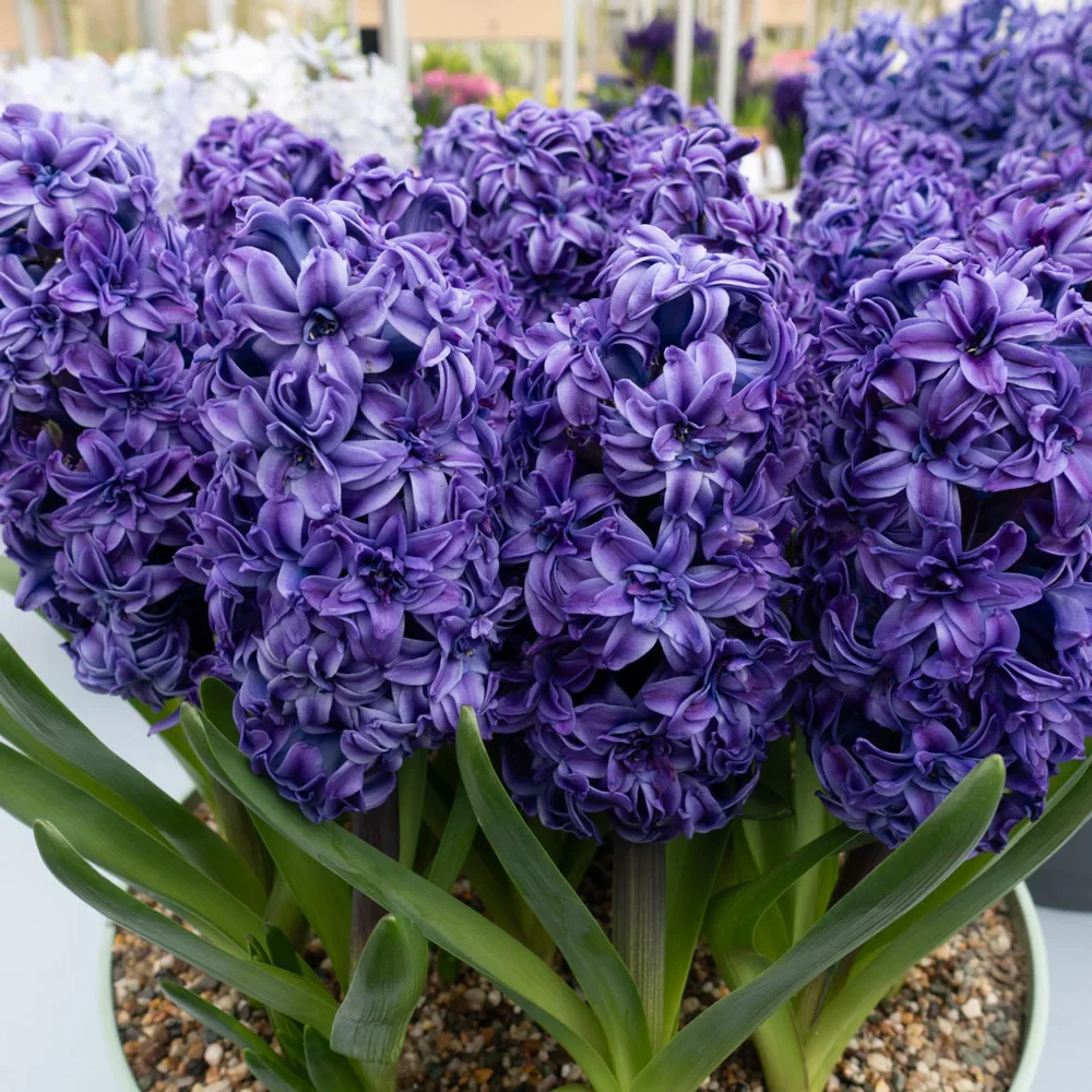 Double Hyacinth Royal Navy - Image 4