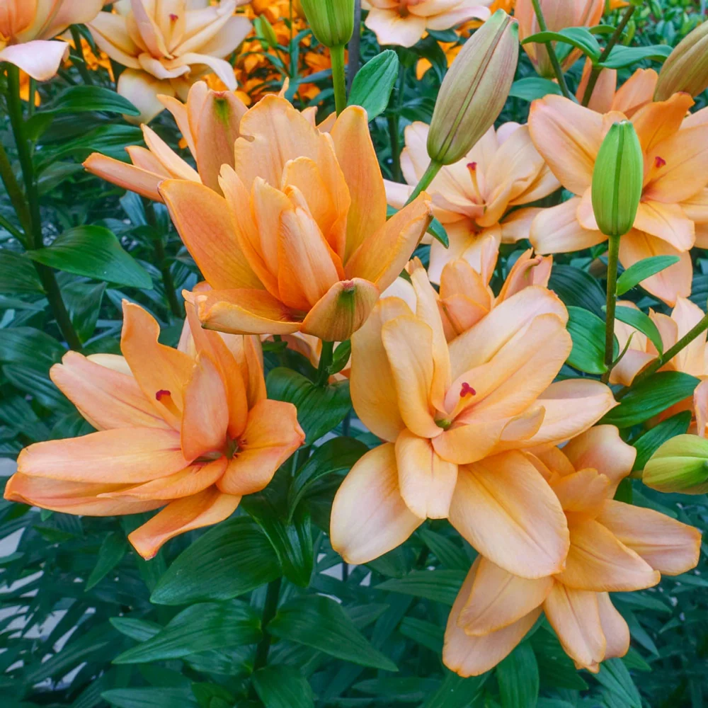 Double Hybrid Lily Falmarin - Image 2