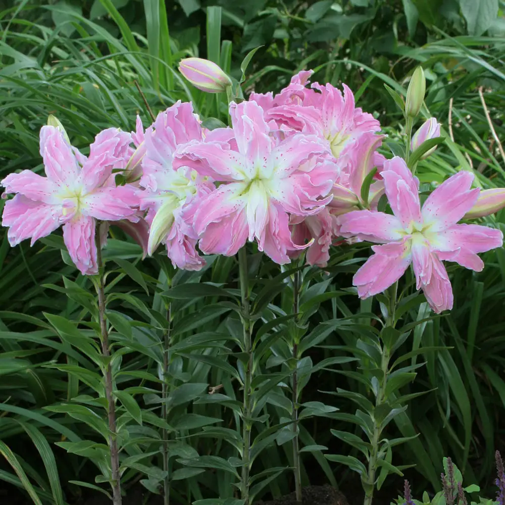 Double Oriental Lily Lotus Elegance - Image 2