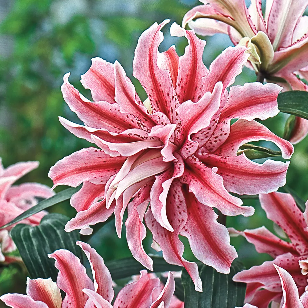 Double Oriental Lily Magic Star