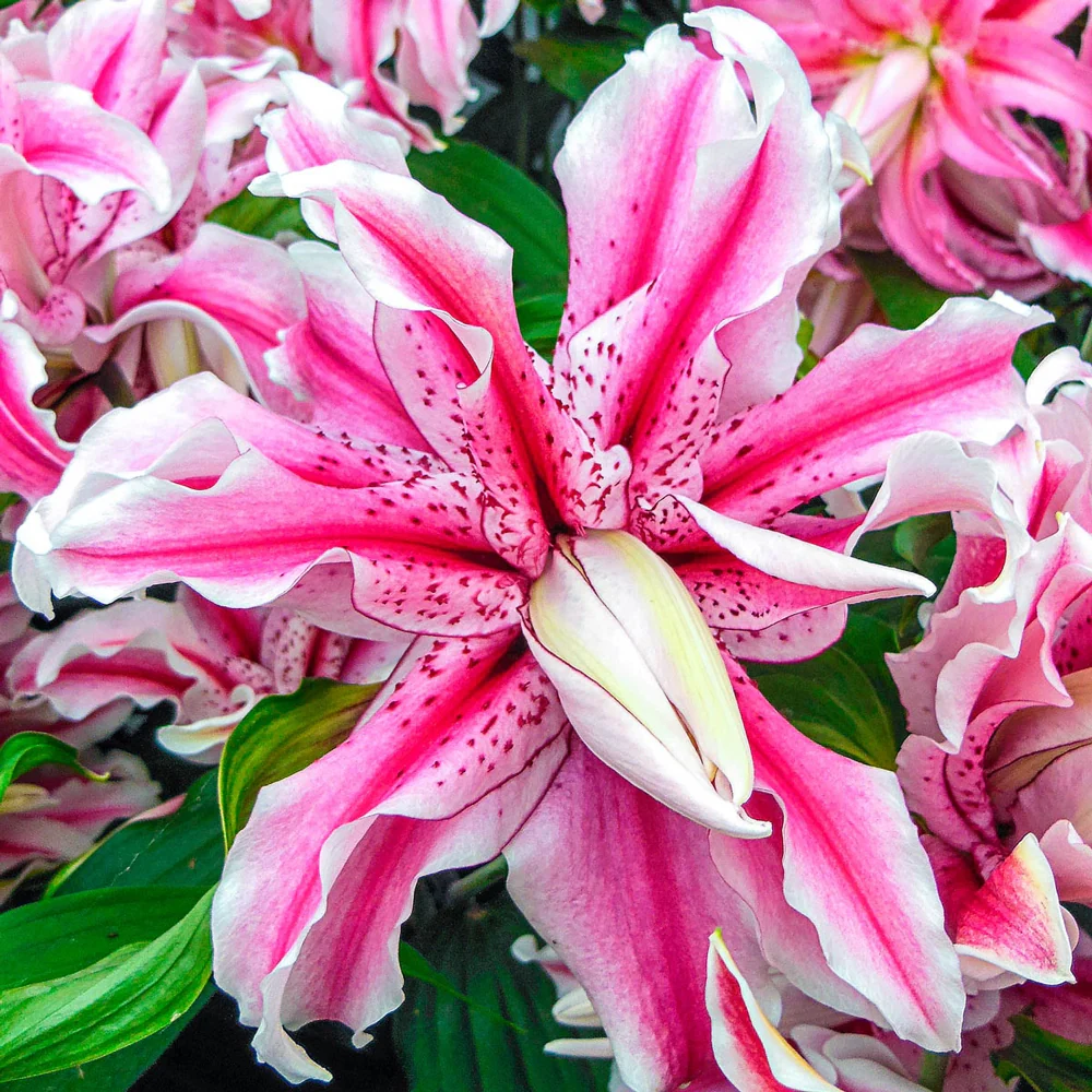 Double Oriental Lily Magic Star - Image 2