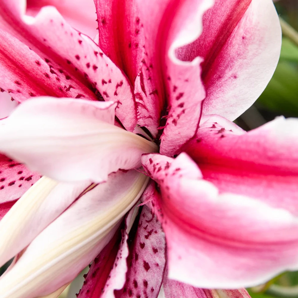 Double Oriental Lily Magic Star - Image 3
