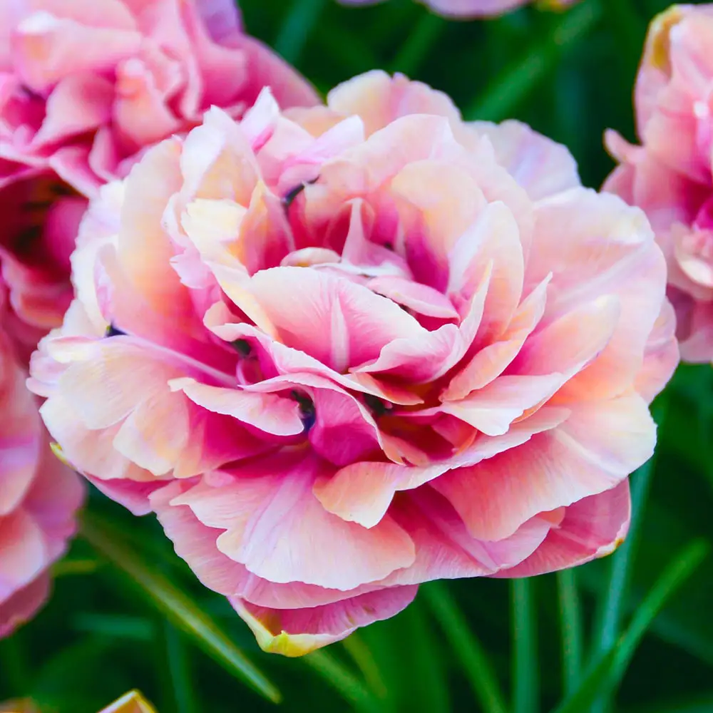 Double Peony Tulip Aveyron