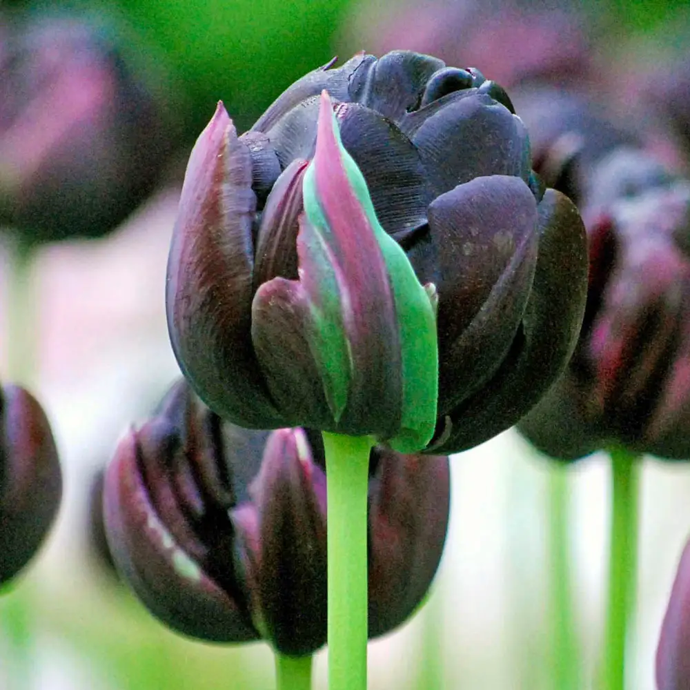 Double Peony Tulip Black Hero - Image 3