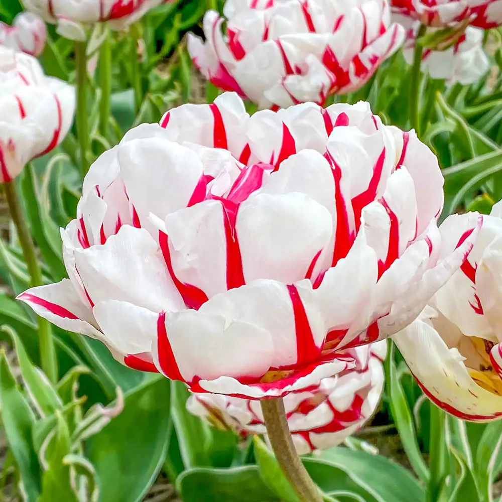 Double Peony Tulip Carnaval de Nice