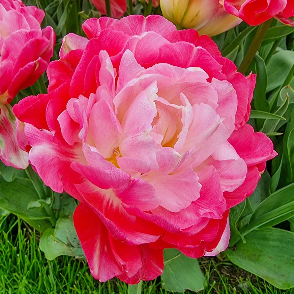 Double Peony Tulip Double Sugar - Image 3