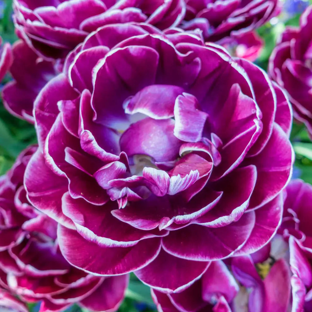 Double Peony Tulip Dream Touch - Image 2