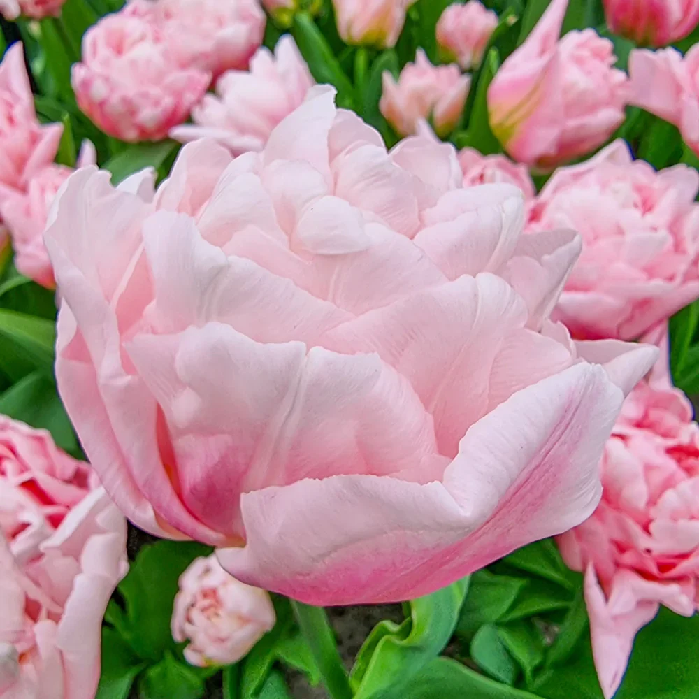 Double Peony Tulip Dreamer - Image 4
