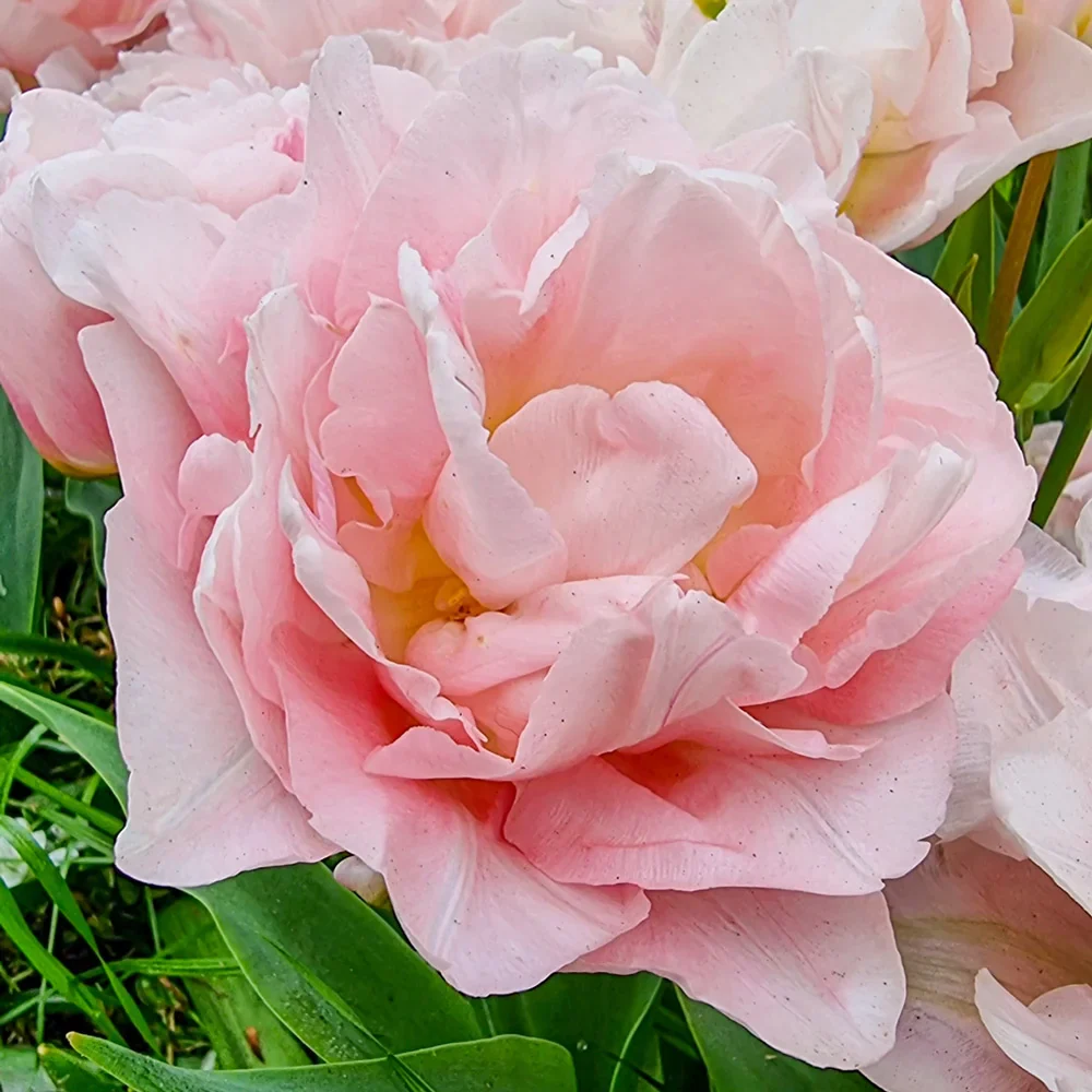 Double Peony Tulip Dreamer - Image 5