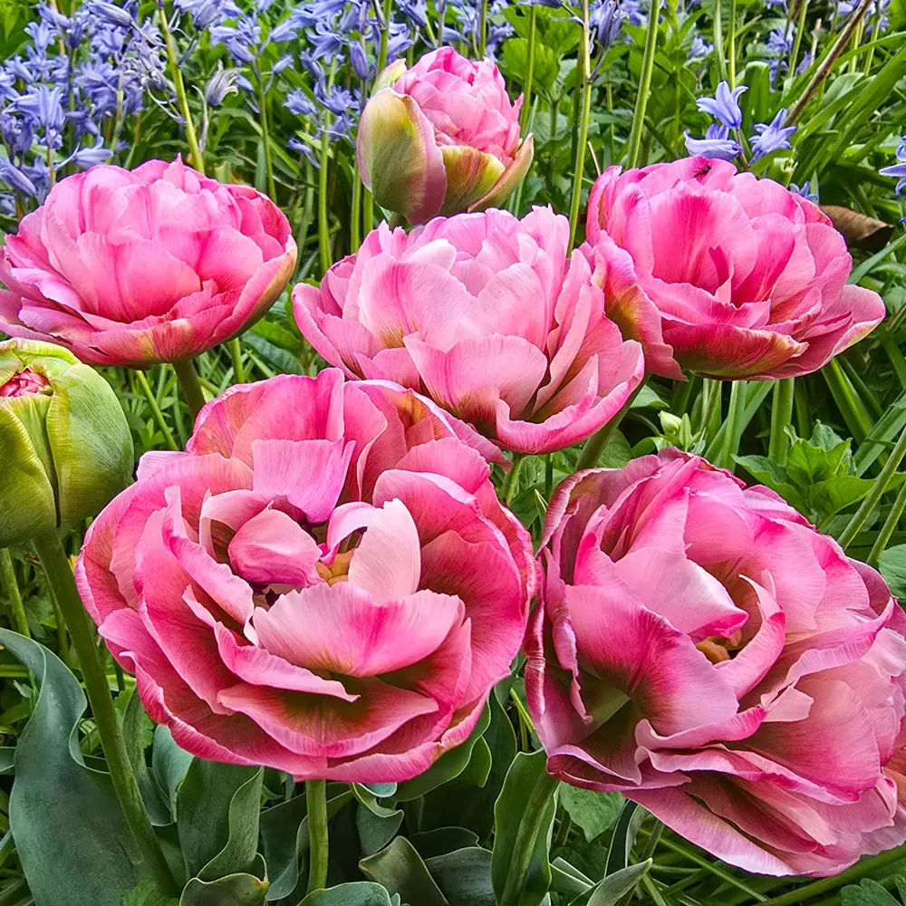 Double Peony Tulip Emerald Blush - Image 3