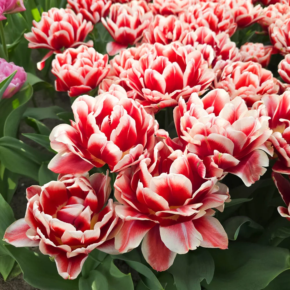 Double Peony Tulip Everton - Image 3