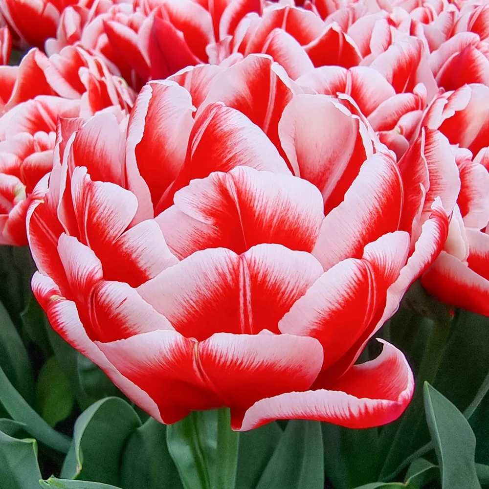 Double Peony Tulip Everton - Image 4