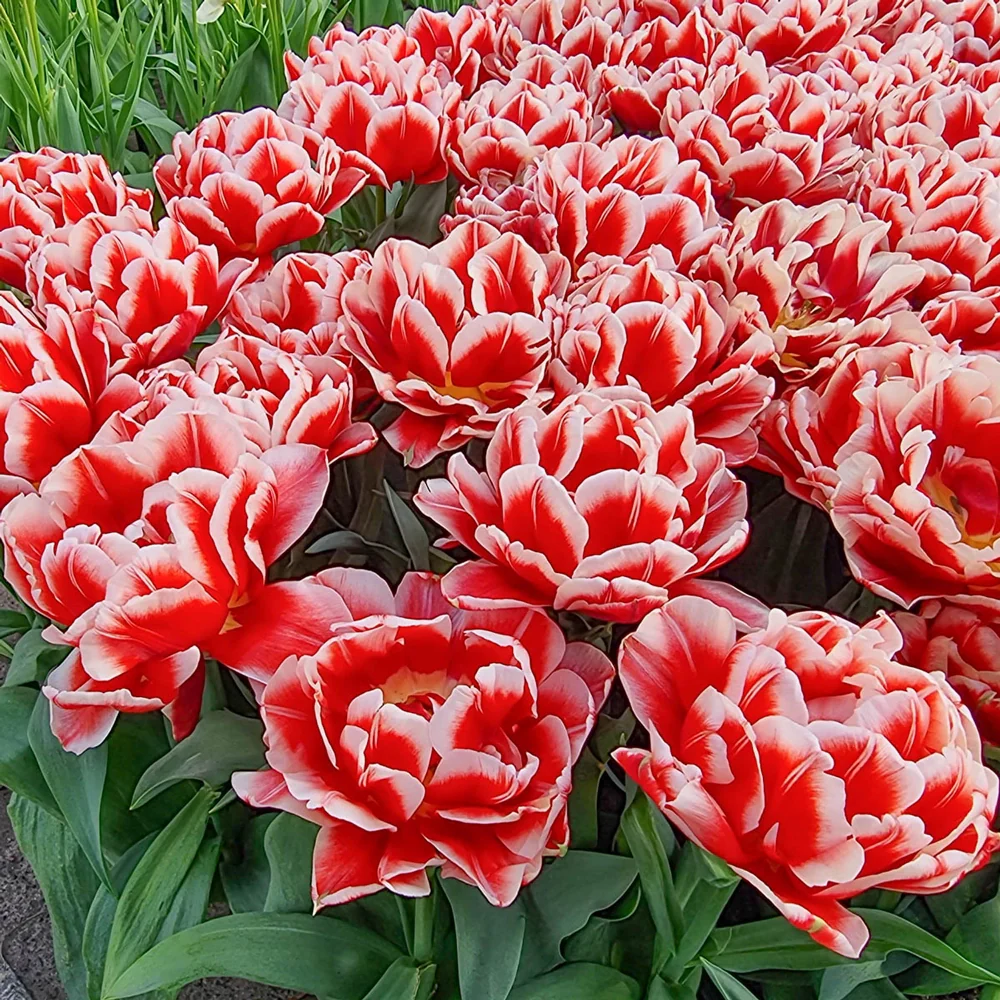 Double Peony Tulip Everton - Image 5