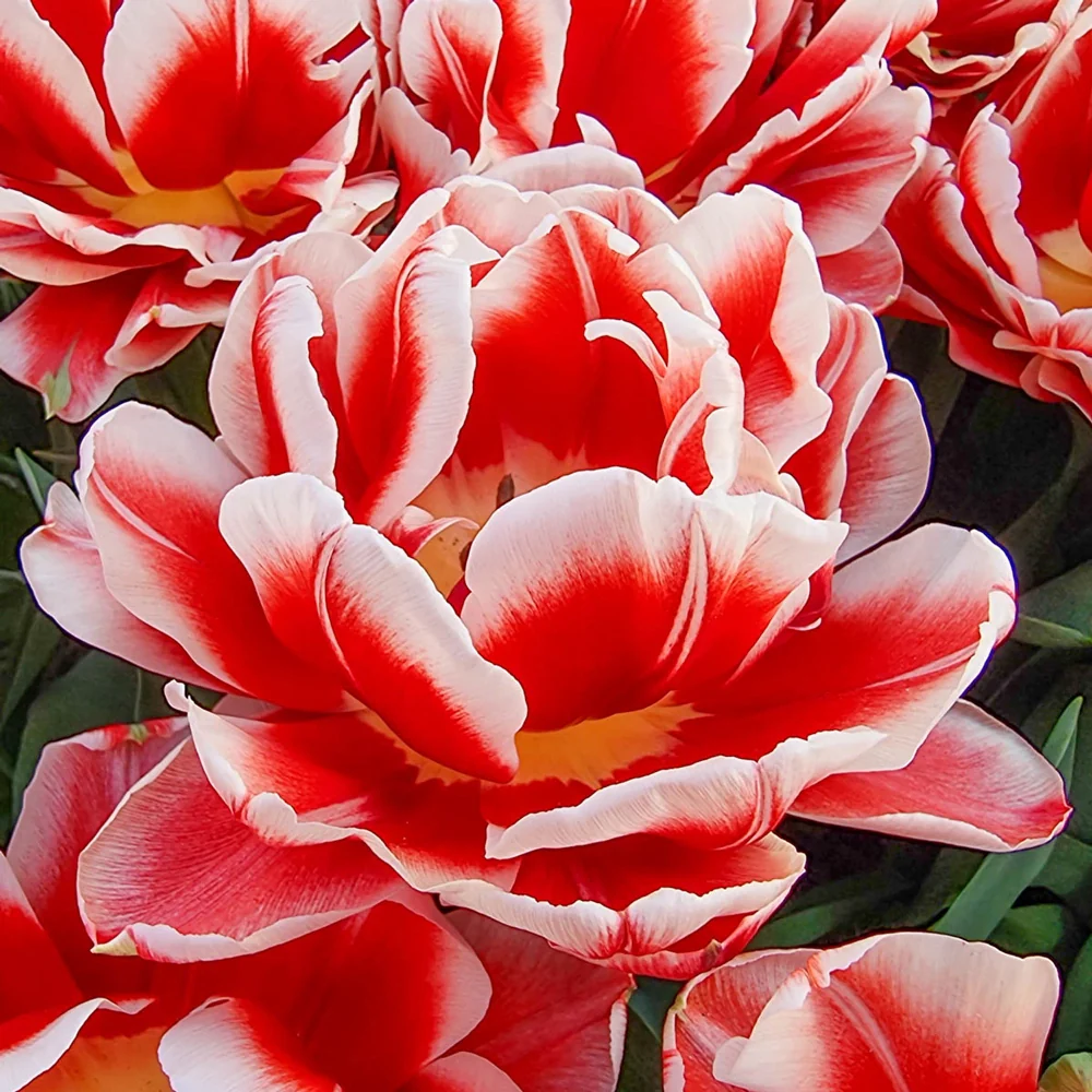 Double Peony Tulip Everton - Image 6