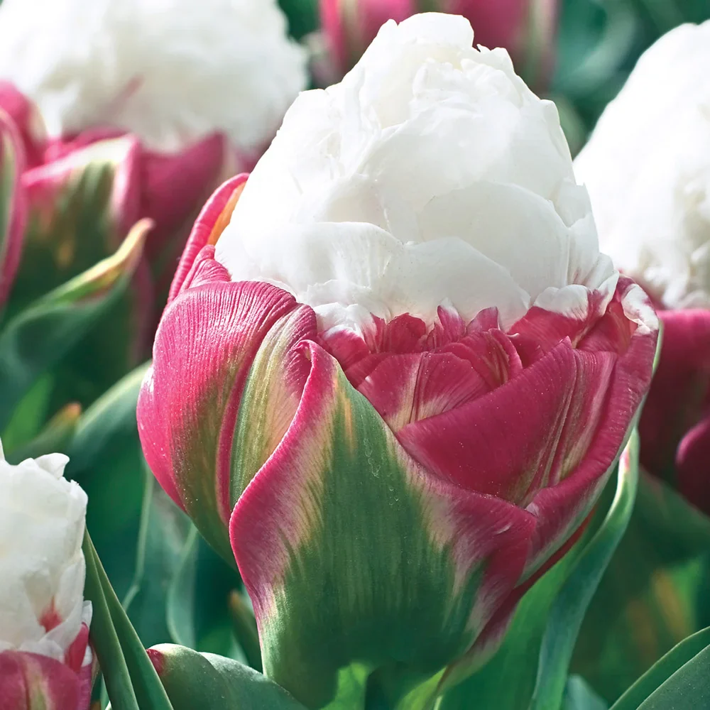 Double Peony Tulip Ice Cream