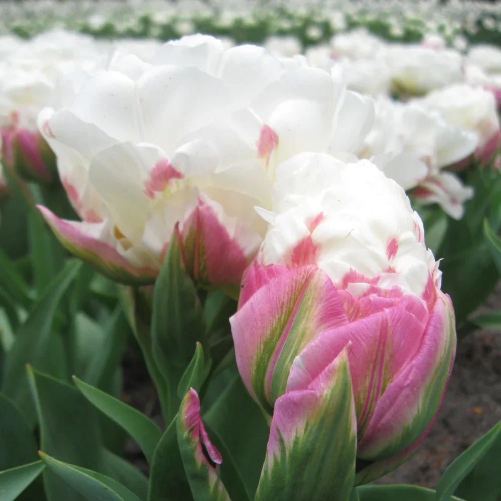 Double Peony Tulip Ice Cream - Image 5