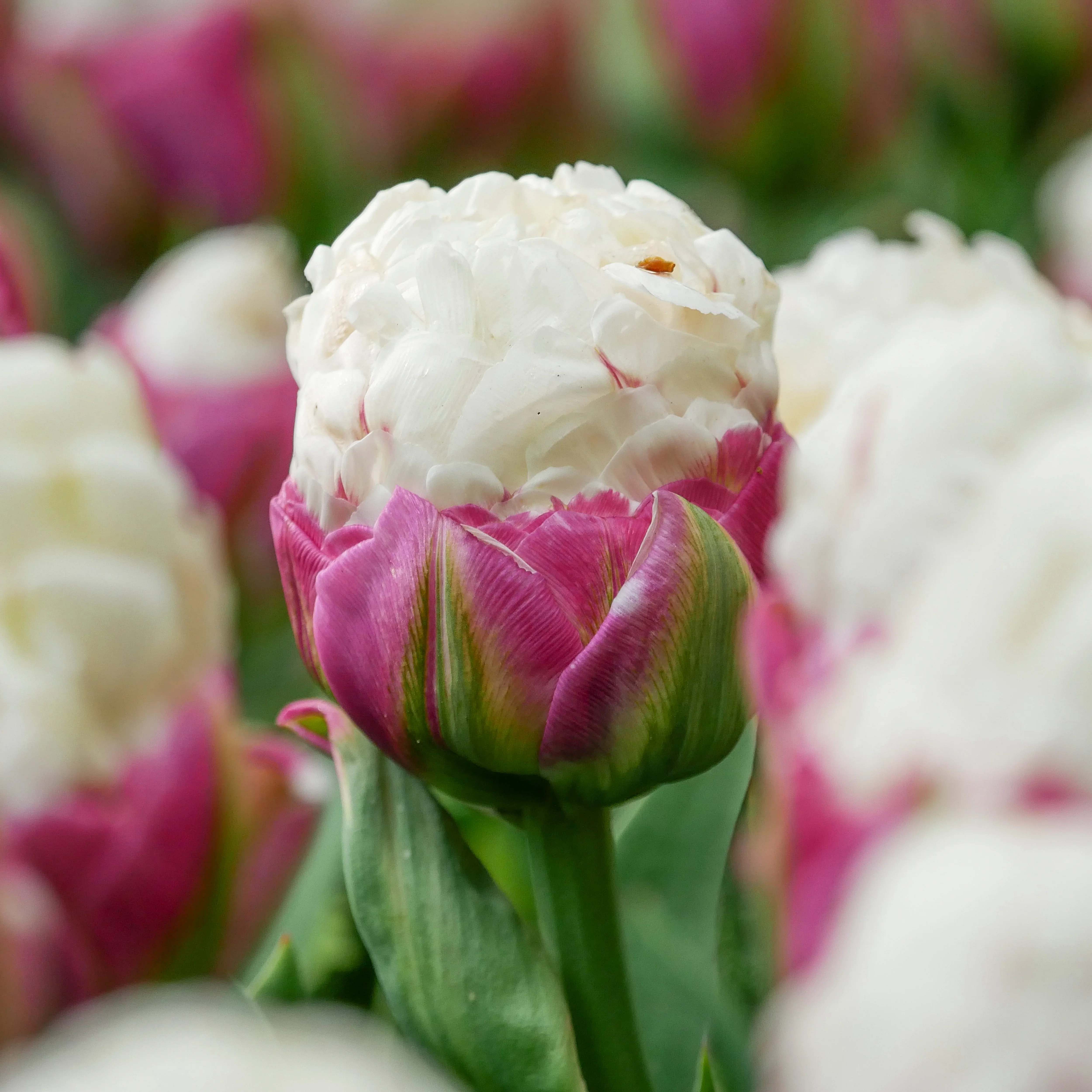 Double Peony Tulip Ice Cream - Image 6