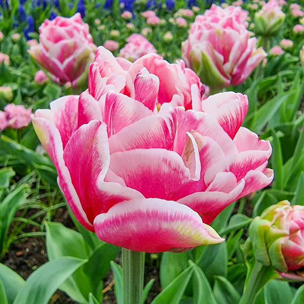 Double Peony Tulip Let's Dance - Image 2