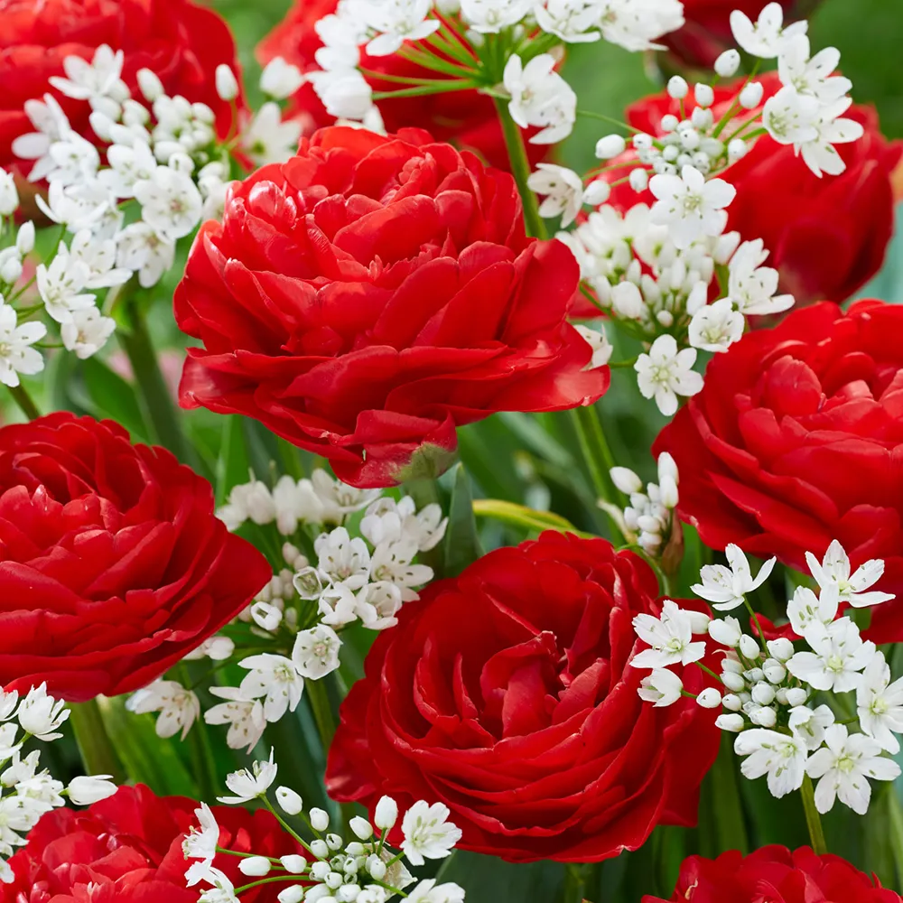 Double Peony Tulip Pamplona - Image 2