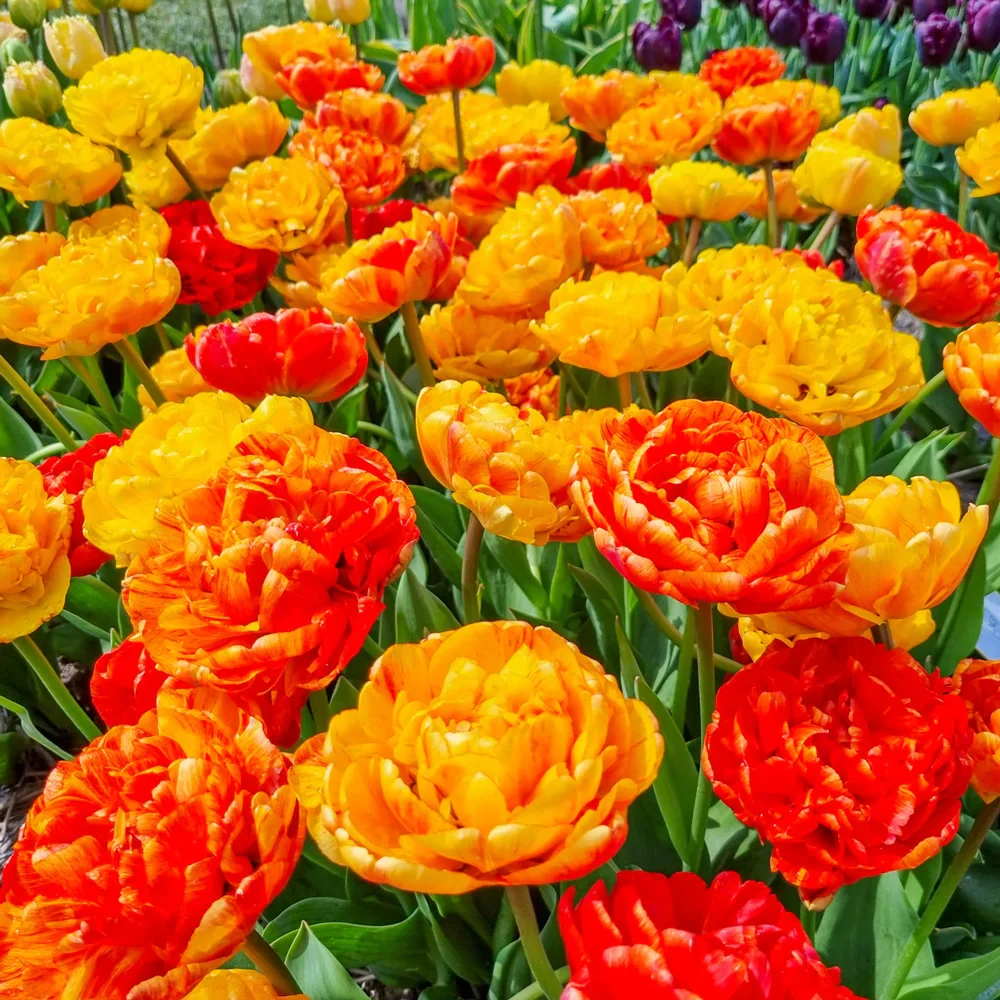 Double Peony Tulip Sun Lover