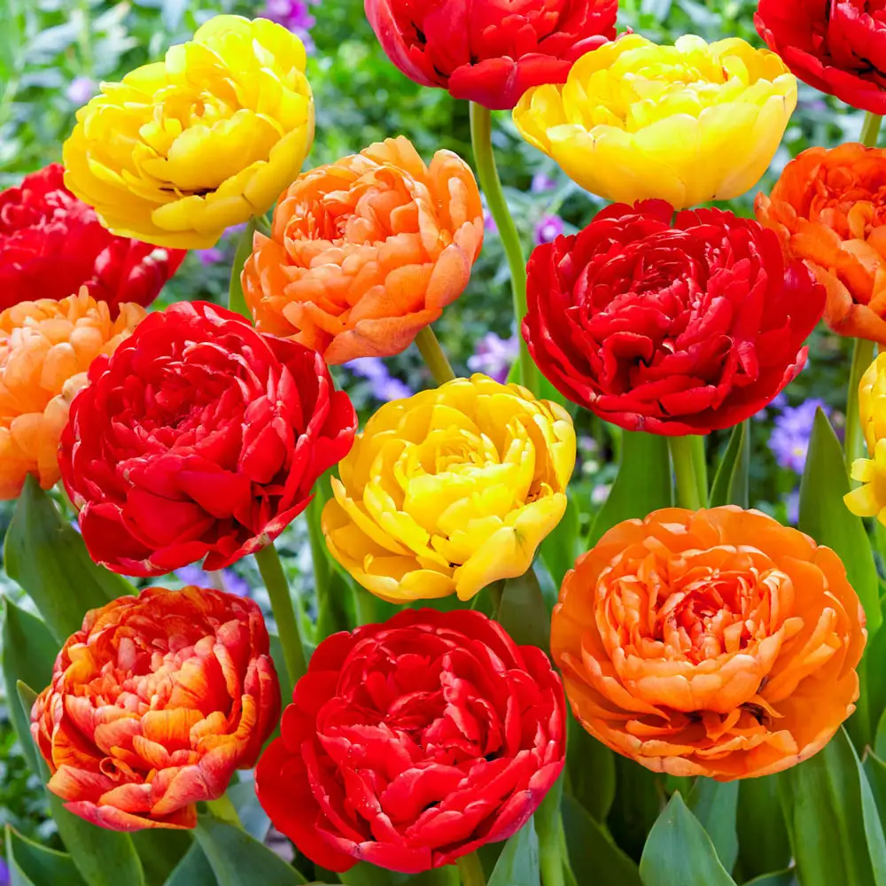 Double Peony Tulip Sun Lover - Image 2