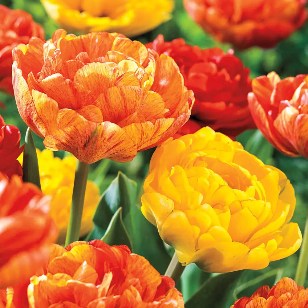 Double Peony Tulip Sun Lover - Image 3