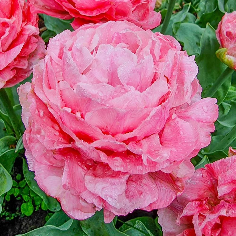 Double Peony Tulip Taiwan