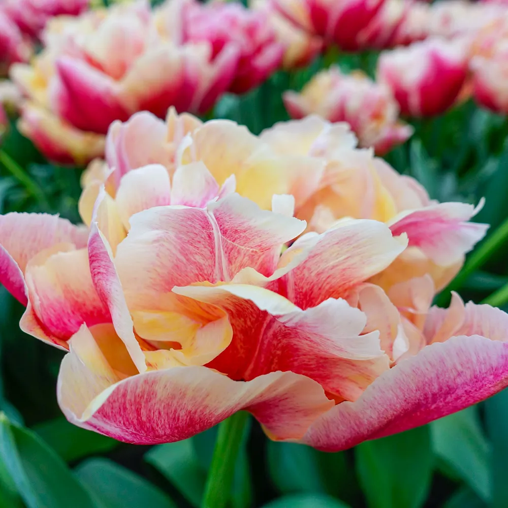 Double Peony Tulip Verona Sunrise - Image 2