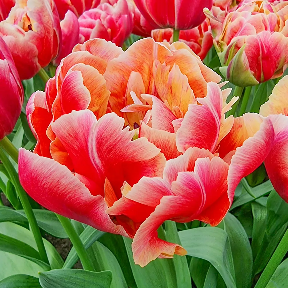 Double Peony Tulip Verona Sunrise - Image 3