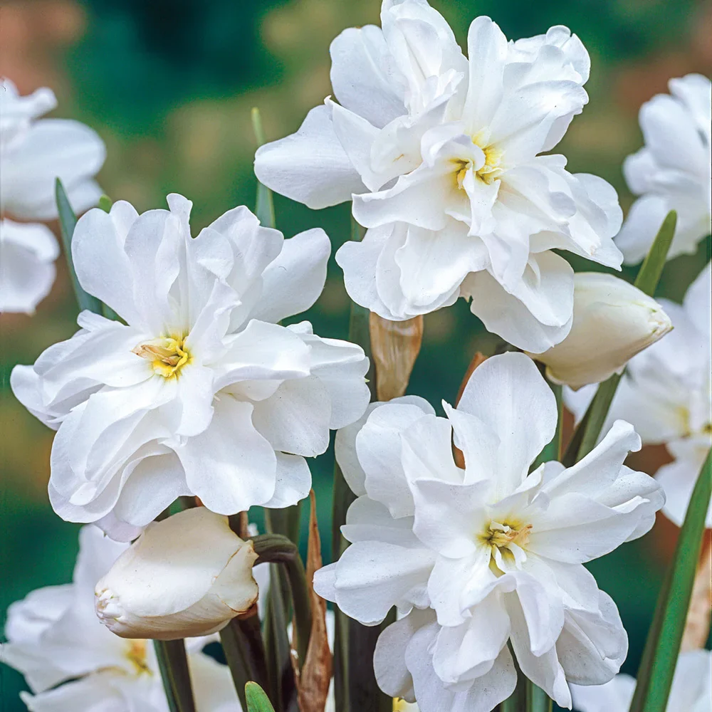 Double Pheasant Eye Daffodil