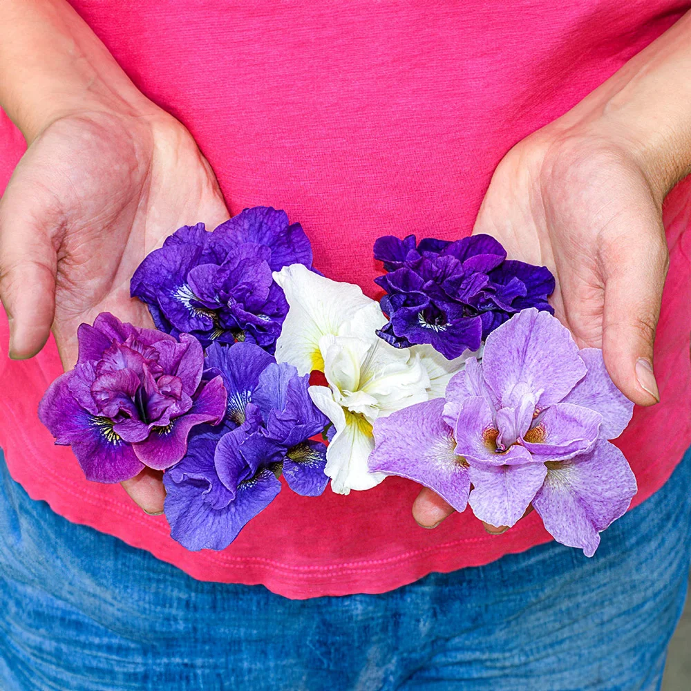 Double Siberian Iris Mix - Image 2