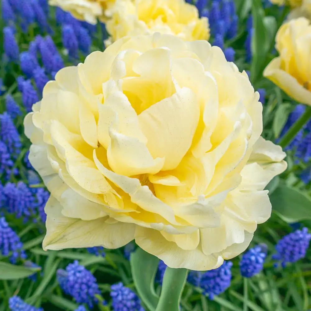 Double Early Tulip Avant Garde - Image 2