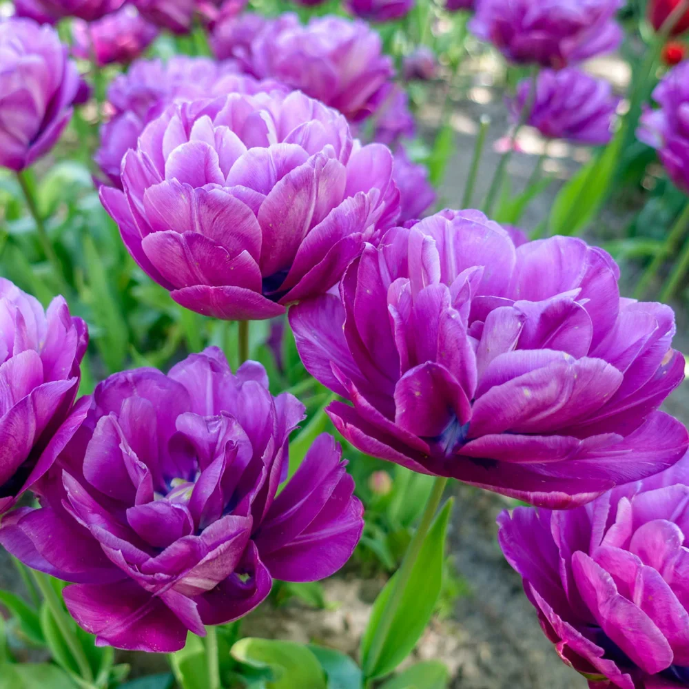 Double Peony Tulip Blue Spectacle - Image 3