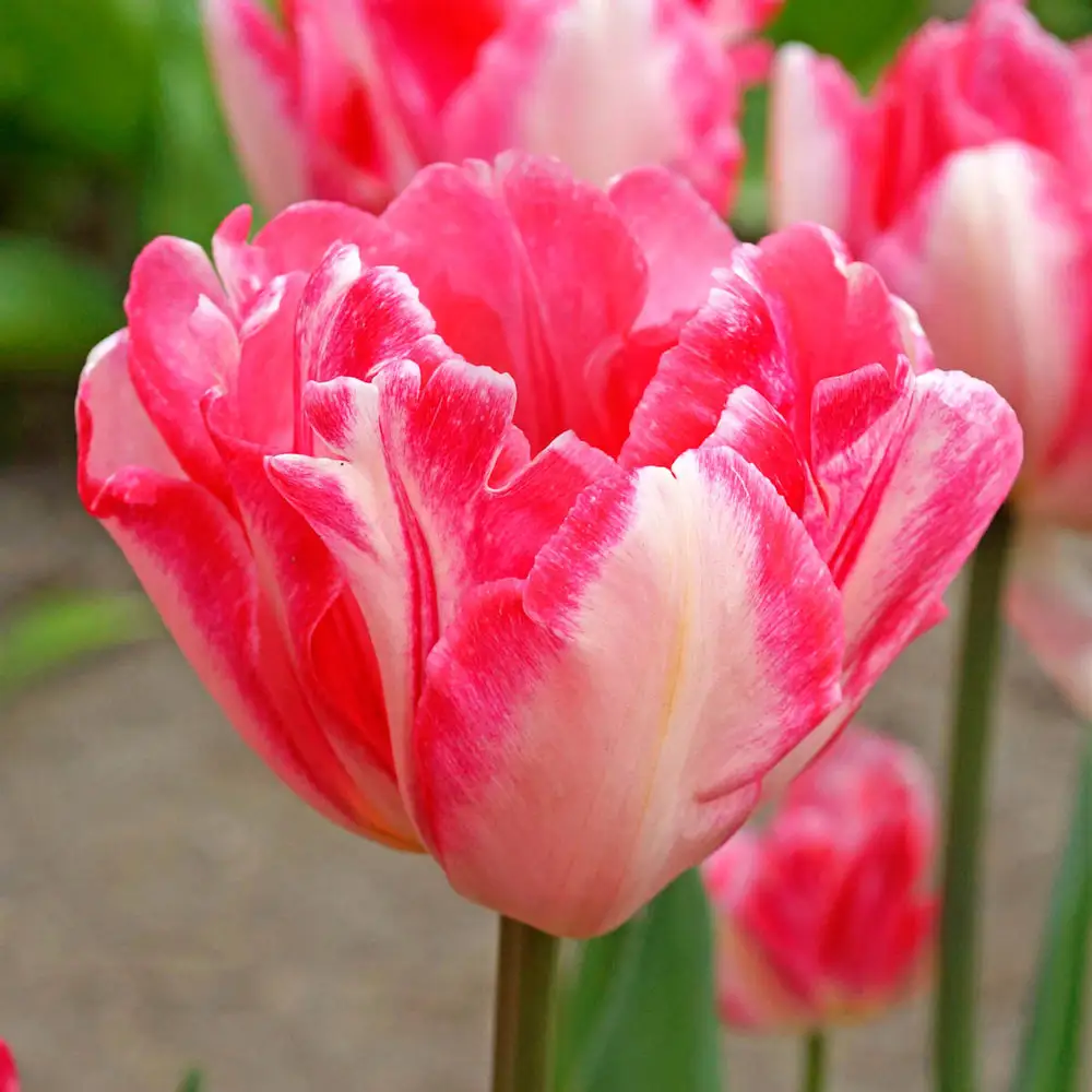 Double Peony Tulip Foxtrot - Image 3
