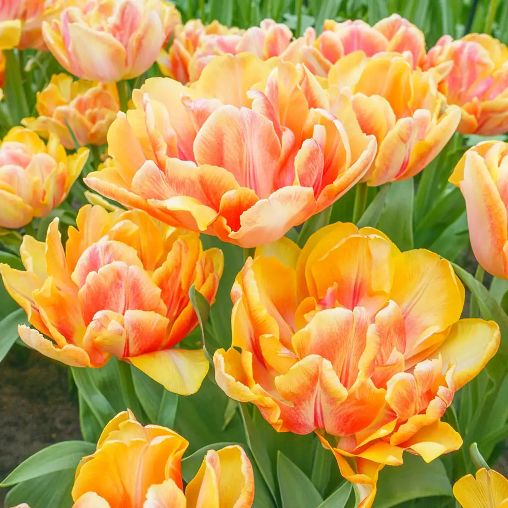 Double Peony Tulip Foxy Foxtrot - Image 2