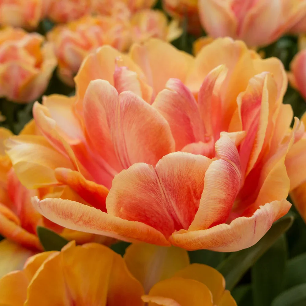 Double Peony Tulip Foxy Foxtrot - Image 5