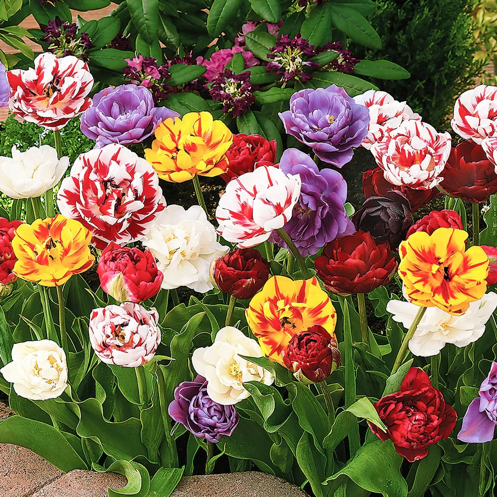 Double Late Tulip Mix - Image 3